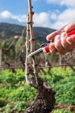 Şarap üreticisi, üzüm bağını profesyonel çelik makasla buduyor. Geleneksel tarım. Kış budama, Guyot yöntemi.