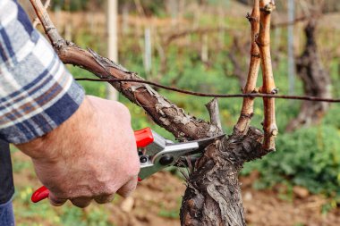 Şarap imalatçısının elleri, üzüm bağını profesyonel çelik makasla buduyor. Geleneksel tarım. Kış budama, Guyot yöntemi.