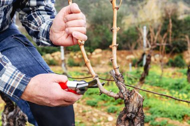 Close-up of the hands of the winemaker pruning the vineyard with professional steel scissors. Traditional agriculture. Winter pruning, Guyot method. clipart