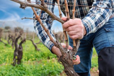 Şarap imalatçısının elleri, üzüm bağını profesyonel çelik makasla buduyor. Geleneksel tarım. Kış budama, Guyot yöntemi.