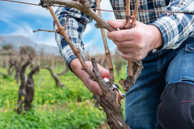 Şarap imalatçısının elleri, üzüm bağını profesyonel çelik makasla buduyor. Geleneksel tarım. Kış budama, Guyot yöntemi.