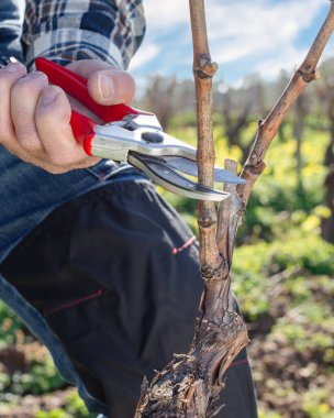 Şarap imalatçısının elleri, üzüm bağını profesyonel çelik makasla buduyor. Geleneksel tarım. Kış budama, Guyot yöntemi.