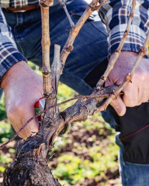Şarap imalatçısının elleri, üzüm bağını profesyonel çelik makasla buduyor. Geleneksel tarım. Kış budama, Guyot yöntemi.