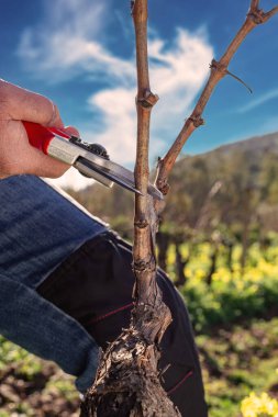 Şarap imalatçısının elleri, üzüm bağını profesyonel çelik makasla buduyor. Geleneksel tarım. Kış budama, Guyot yöntemi.