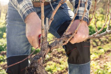Şarap imalatçısının elleri, üzüm bağını profesyonel çelik makasla buduyor. Geleneksel tarım. Kış budama, Guyot yöntemi.