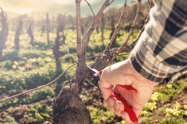 Şarap imalatçısının elleri günbatımında üzüm bağını profesyonel çelik makasla buduyor. Geleneksel tarım. Kış budama, Guyot yöntemi.