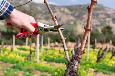 Şarap imalatçısının elleri, üzüm bağını profesyonel çelik makasla buduyor. Geleneksel tarım. Kış budama, Guyot yöntemi.