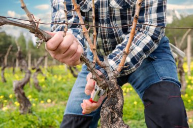 Şarap imalatçısının elleri, üzüm bağını profesyonel çelik makasla buduyor. Geleneksel tarım. Kış budama, Guyot yöntemi.