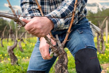Şarap imalatçısının elleri, üzüm bağını profesyonel çelik makasla buduyor. Geleneksel tarım. Kış budama, Guyot yöntemi.