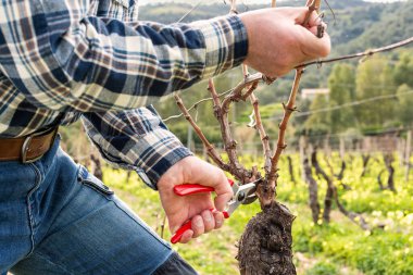 Şarap imalatçısının elleri, üzüm bağını profesyonel çelik makasla buduyor. Geleneksel tarım. Kış budama, Guyot yöntemi.