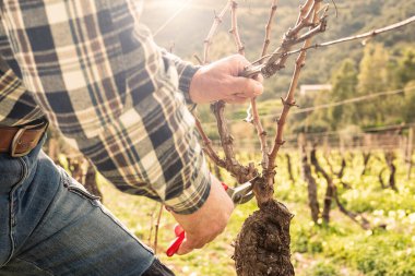 Close-up of the hands of the winemaker pruning the vineyard at sunset, with professional steel scissors. Traditional agriculture. Winter pruning, Guyot method. clipart