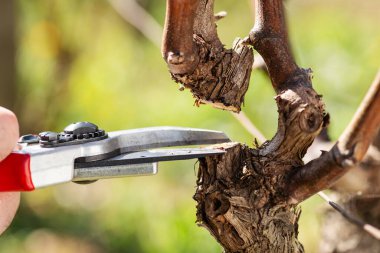 Kışın budama sırasında asma dalının kesimine yakın çekim. Geleneksel tarım. Kış budama, Guyot yöntemi.