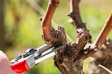 Kışın budama sırasında asma dalının kesimine yakın çekim. Geleneksel tarım. Kış budama, Guyot yöntemi.