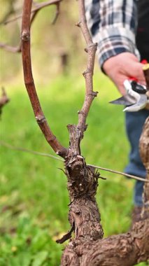 Şarap imalatçısının elleri, üzüm bağını profesyonel çelik makasla buduyor. Geleneksel tarım. Kış budama, Guyot yöntemi. Görüntü.