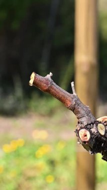 Kışın budandıktan sonra asma dalından düşen bir damla bitki özü. Sardunya, İtalya. Geleneksel organik tarım. Görüntü.