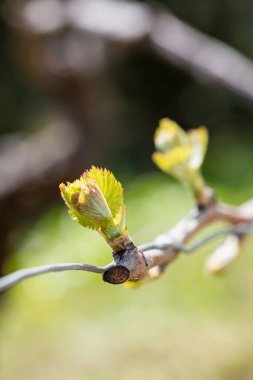 Sarmaşığın genç cilvesi. İlkbaharda asmanın dalları arasında filizlenen filizler ve taze yapraklar. Sardunya, İtalya. Geleneksel tarım.