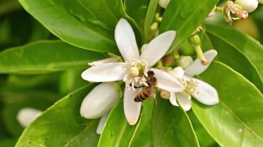 Baharda beyaz portakal çiçeklerinden polen toplayan bir arıya yakından bakın. Biyolojik tarım. Çevre koruma ve biyolojik çeşitlilik. Görüntü.