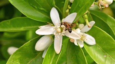 Baharda beyaz portakal çiçeklerinden polen toplayan bir arıya yakından bakın. Biyolojik tarım. Çevre koruma ve biyolojik çeşitlilik. Görüntü.