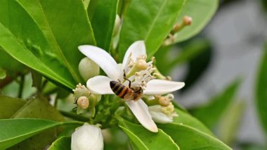Baharda beyaz portakal çiçeklerinden polen toplayan bir arıya yakından bakın. Biyolojik tarım. Çevre koruma ve biyolojik çeşitlilik. Görüntü.
