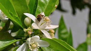 Baharda beyaz portakal çiçeklerinden polen toplayan bir arıya yakından bakın. Biyolojik tarım. Çevre koruma ve biyolojik çeşitlilik. Görüntü.