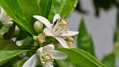 Baharda beyaz portakal çiçeklerinden polen toplayan bir arıya yakından bakın. Biyolojik tarım. Çevre koruma ve biyolojik çeşitlilik. Görüntü.