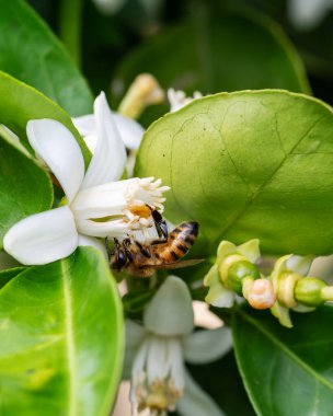Baharda beyaz portakal çiçeklerinden polen toplayan bir arıya yakından bakın. Biyolojik tarım. Çevre koruma ve biyolojik çeşitlilik. 