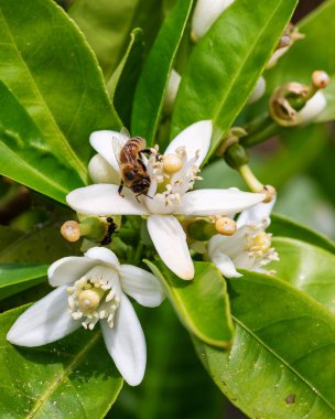 Baharda beyaz portakal çiçeklerinden polen toplayan bir arıya yakından bakın. Biyolojik tarım. Çevre koruma ve biyolojik çeşitlilik. 