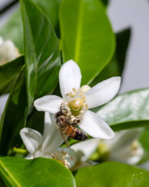 Baharda beyaz portakal çiçeklerinden polen toplayan bir arıya yakından bakın. Biyolojik tarım. Çevre koruma ve biyolojik çeşitlilik. 