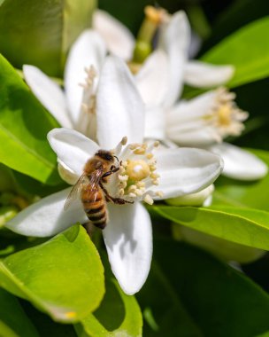 Baharda beyaz portakal çiçeklerinden polen toplayan bir arıya yakından bakın. Biyolojik tarım. Çevre koruma ve biyolojik çeşitlilik. 