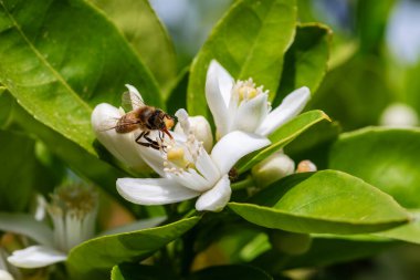 Baharda beyaz portakal çiçeklerinden polen toplayan bir arıya yakından bakın. Biyolojik tarım. Çevre koruma ve biyolojik çeşitlilik. 