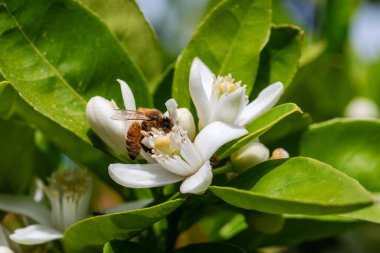Baharda beyaz portakal çiçeklerinden polen toplayan bir arıya yakından bakın. Biyolojik tarım. Çevre koruma ve biyolojik çeşitlilik. 