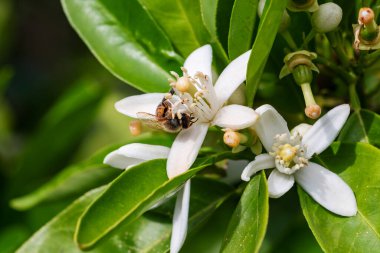 Baharda beyaz portakal çiçeklerinden polen toplayan bir arıya yakından bakın. Biyolojik tarım. Çevre koruma ve biyolojik çeşitlilik. 