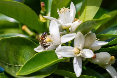 Baharda beyaz portakal çiçeklerinden polen toplayan bir arıya yakından bakın. Biyolojik tarım. Çevre koruma ve biyolojik çeşitlilik. 