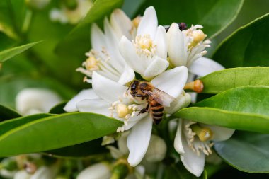Baharda beyaz portakal çiçeklerinden polen toplayan bir arıya yakından bakın. Biyolojik tarım. Çevre koruma ve biyolojik çeşitlilik. 