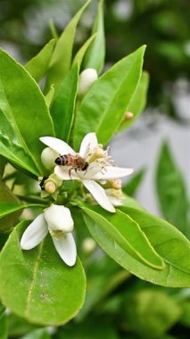 Baharda beyaz portakal çiçeklerinden polen toplayan bir arıya yakından bakın. Biyolojik tarım. Çevre koruma ve biyolojik çeşitlilik. Görüntü.