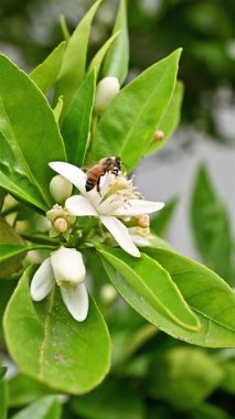 Baharda beyaz portakal çiçeklerinden polen toplayan bir arıya yakından bakın. Biyolojik tarım. Çevre koruma ve biyolojik çeşitlilik. Görüntü.