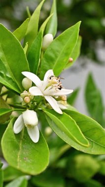 Baharda beyaz portakal çiçeklerinden polen toplayan bir arıya yakından bakın. Biyolojik tarım. Çevre koruma ve biyolojik çeşitlilik. Görüntü.