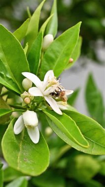 Baharda beyaz portakal çiçeklerinden polen toplayan bir arıya yakından bakın. Biyolojik tarım. Çevre koruma ve biyolojik çeşitlilik. Görüntü.