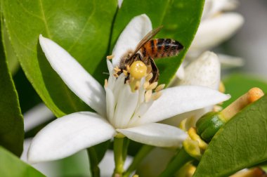 Baharda beyaz portakal çiçeklerinden polen toplayan bir arıya yakından bakın. Biyolojik tarım. Çevre koruma ve biyolojik çeşitlilik. 