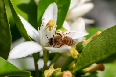 Baharda beyaz portakal çiçeklerinden polen toplayan bir arıya yakından bakın. Biyolojik tarım. Çevre koruma ve biyolojik çeşitlilik. 
