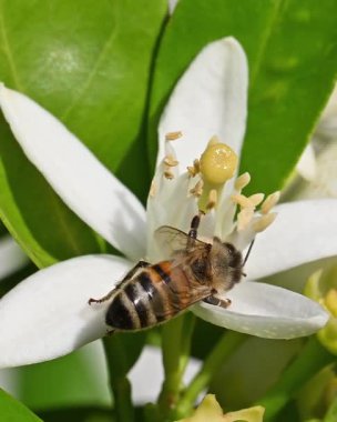 Baharda beyaz portakal çiçeklerinden polen toplayan bir arıya yakından bakın. Biyolojik tarım. Çevre koruma ve biyolojik çeşitlilik. Görüntü.