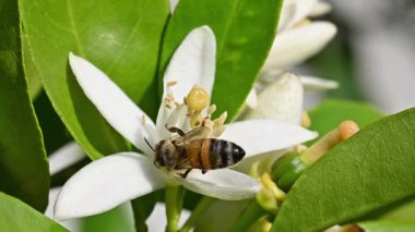 Baharda beyaz portakal çiçeklerinden polen toplayan bir arıya yakından bakın. Biyolojik tarım. Çevre koruma ve biyolojik çeşitlilik. Görüntü.