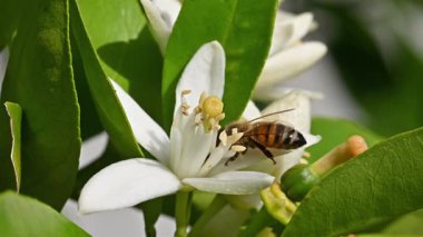 Baharda beyaz portakal çiçeklerinden polen toplayan bir arıya yakından bakın. Biyolojik tarım. Çevre koruma ve biyolojik çeşitlilik. Görüntü.