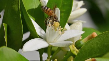 Baharda beyaz portakal çiçeklerinden polen toplayan bir arıya yakından bakın. Biyolojik tarım. Çevre koruma ve biyolojik çeşitlilik. Görüntü.