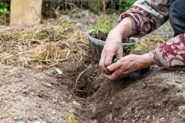 Çiftçinin elleri organik tarladaki toprağa domates tohumu ekerken yakın plan. Baharda bahçe işleri. Geleneksel tarım.