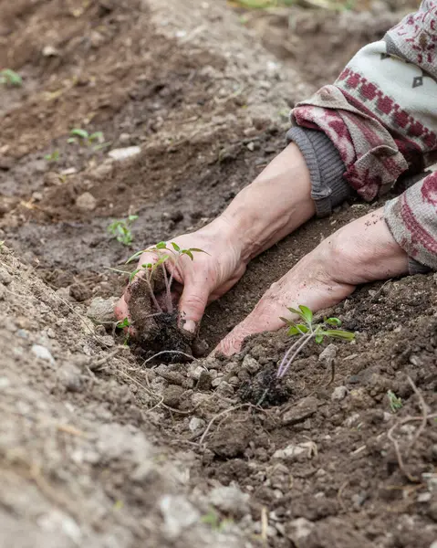 Çiftçinin elleri organik tarladaki toprağa domates tohumu ekerken yakın plan. Baharda bahçe işleri. Geleneksel tarım.