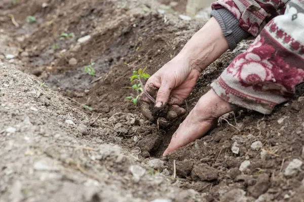Çiftçinin elleri organik tarladaki toprağa domates tohumu ekerken yakın plan. Baharda bahçe işleri. Geleneksel tarım.
