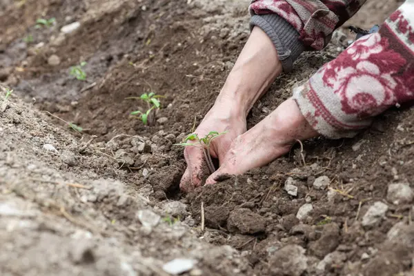 Çiftçinin elleri organik tarladaki toprağa domates tohumu ekerken yakın plan. Baharda bahçe işleri. Geleneksel tarım.