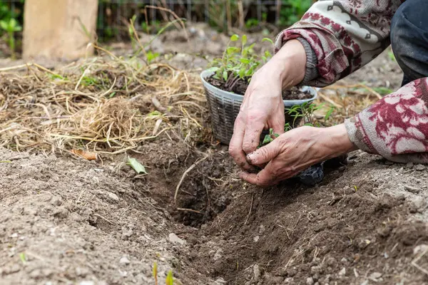 Çiftçinin elleri organik tarladaki toprağa domates tohumu ekerken yakın plan. Baharda bahçe işleri. Geleneksel tarım.