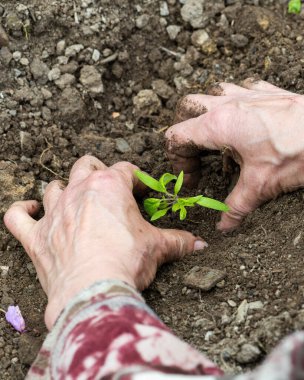 Çiftçinin elleri organik tarladaki toprağa domates tohumu ekerken yakın plan. Baharda bahçe işleri. Geleneksel tarım.